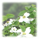 �n�i�~�Y�L